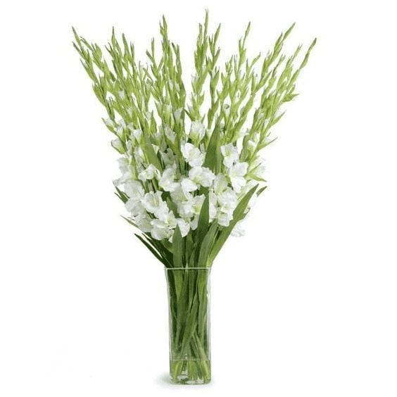GLADIOLA