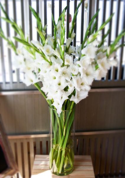 GLADIOLA