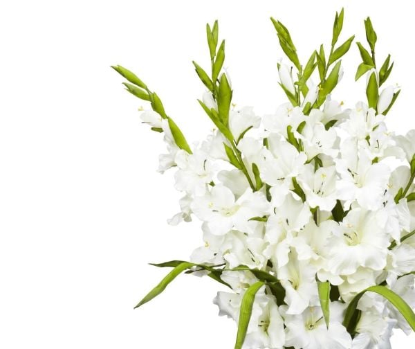 GLADIOLA