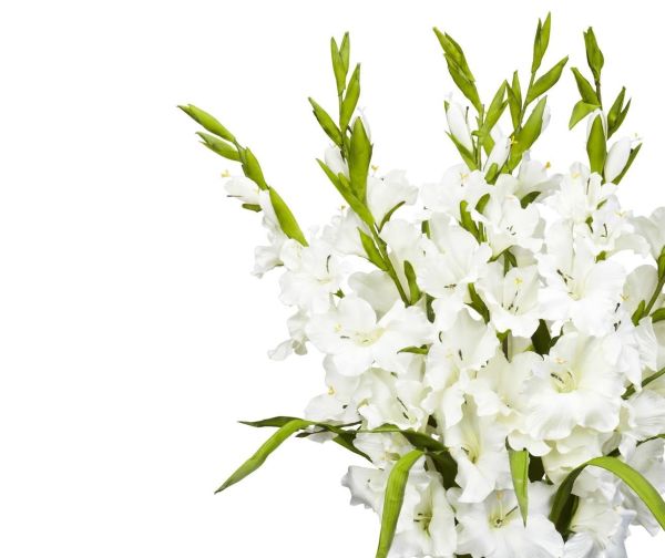 GLADIOLA